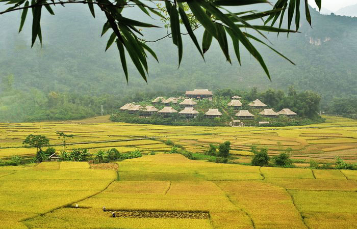 visit mai chau vietnam rice field